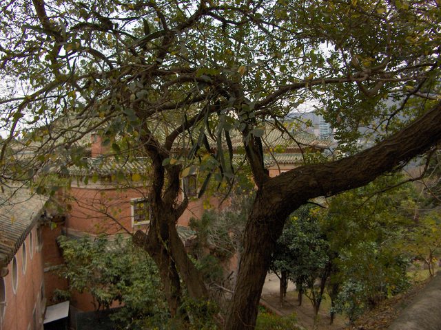 Holiday 088