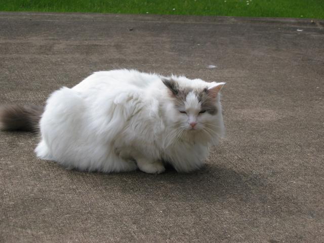 He's one of the neighbours although quite often you think he has moved in