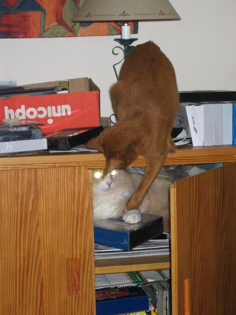 Ha Ha, he can't get me up here