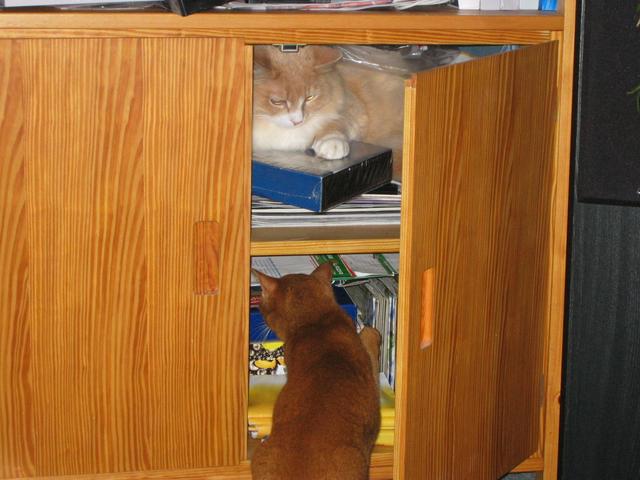 Brandy decides to try the lower shelf