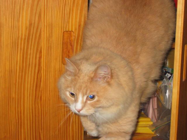 What the heck, time to chase Brandy again