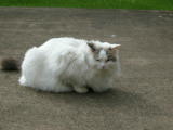 He's one of the neighbours although quite often you think he has moved in