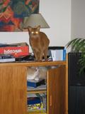 Brandy is thinking "Whats that daft cat upto now"