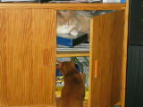 Brandy decides to try the lower shelf