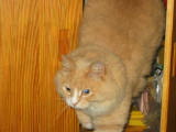 What the heck, time to chase Brandy again
