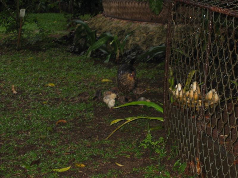 Everytime we turned around there were more chickens