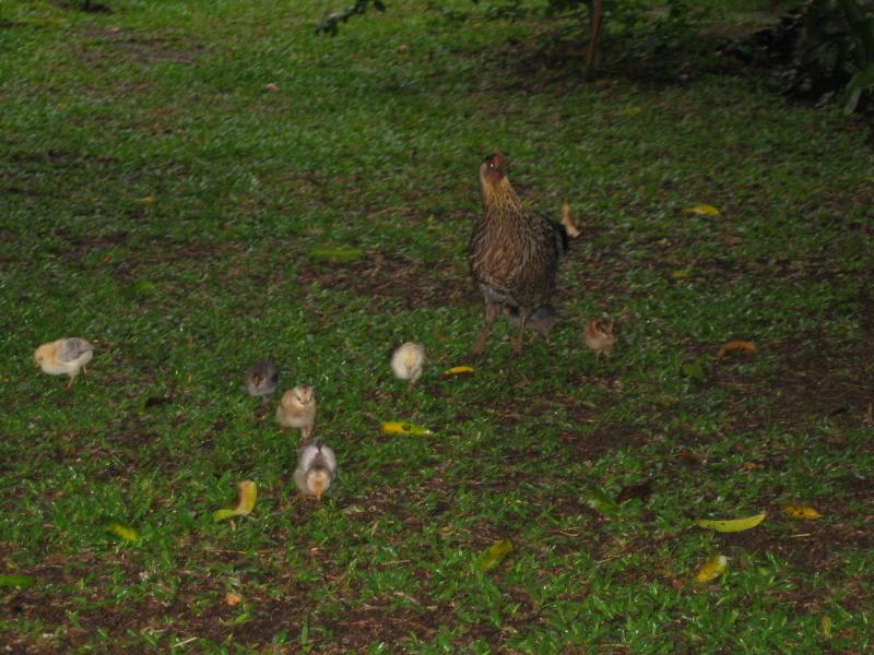 Sven told us that he never manages to find the eggs soon enough, so they are always being overun with chucks.