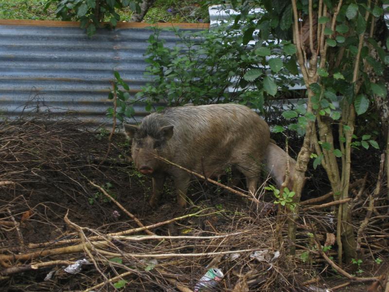 Just can't seem to escape from the pigs