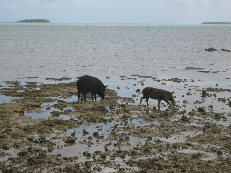 They appear to be eating the shellfish just under the water