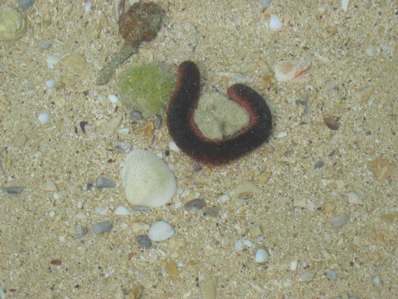 Lots of these strange sea cucumbers around