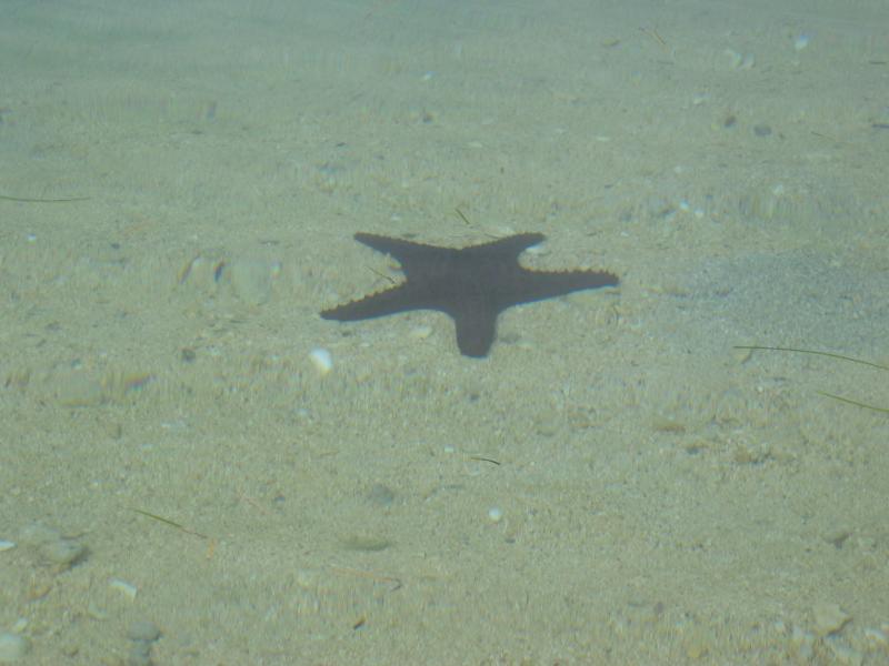 And Starfish