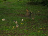 Sven told us that he never manages to find the eggs soon enough, so they are always being overun with chucks.