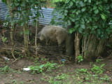 More local pigs