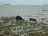 They appear to be eating the shellfish just under the water