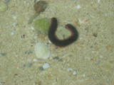 Lots of these strange sea cucumbers around