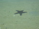 And Starfish