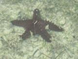 This poor starfish looked half dead