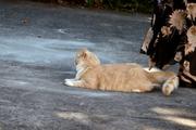 IMG_3203_crop